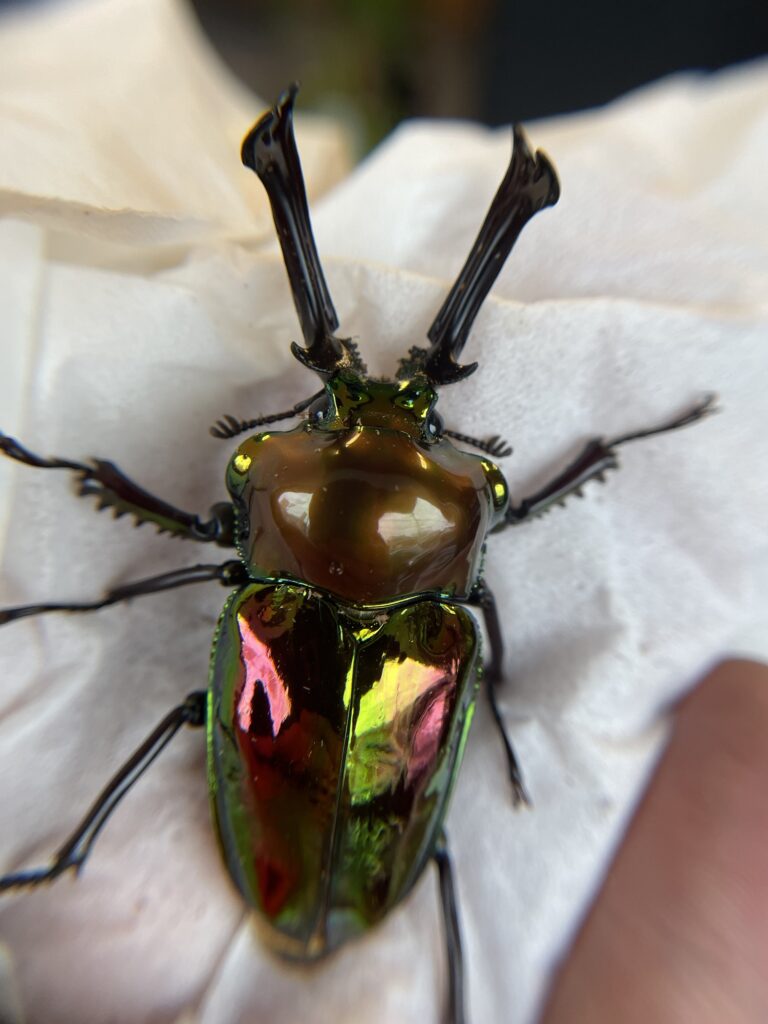 ニジイロクワガタ ゴールドピカール - 虫類